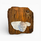 Dettaglio del nodo naturale del legno che evoca un occhio primordiale.